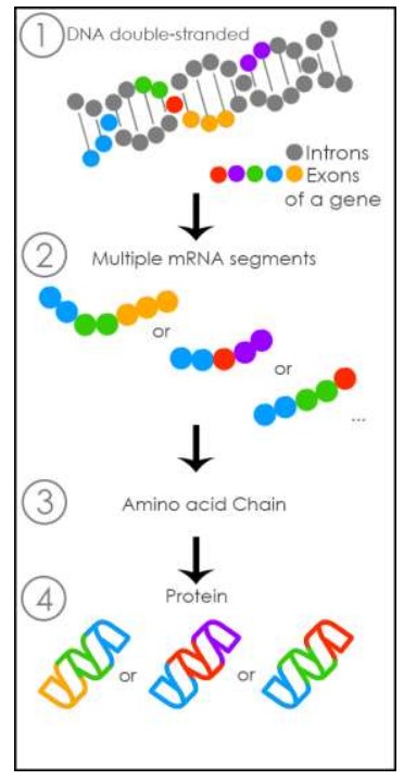 [Original Research Paper] Science and Education: A Perspective of Didactic Transposition with Bioinformatics Concepts