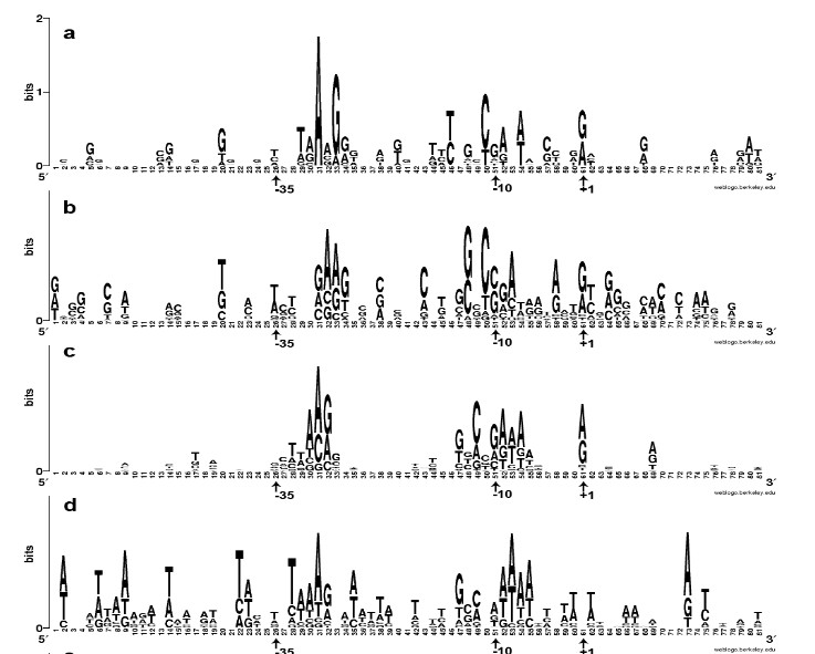[Original Research Paper] In silico analysis of Escherichia coli promoters recognised by the σ28 factor