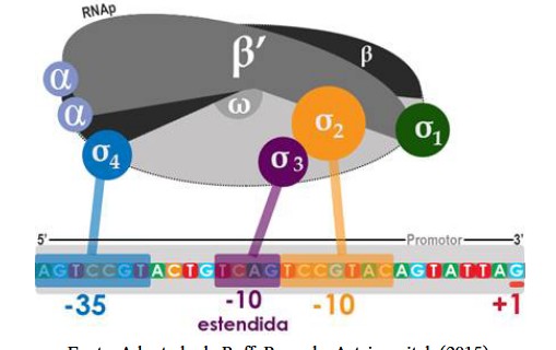 [Book Chapter] Clustering for bacterial promoter sequences: DNA Sequences Clusterizer tool