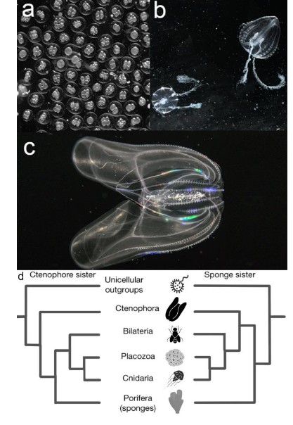 [M.Sc. Thesis] Toward a comprehensive understanding of early metazoans : reannotation for enhanced completeness of the ctenophore Mnemiopsis leidyi genome